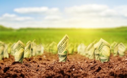 American dollars grow on the garden bed on a meadow Visual concept for a legal blog: Understanding Just Compensation: Maximizing Your Land Value